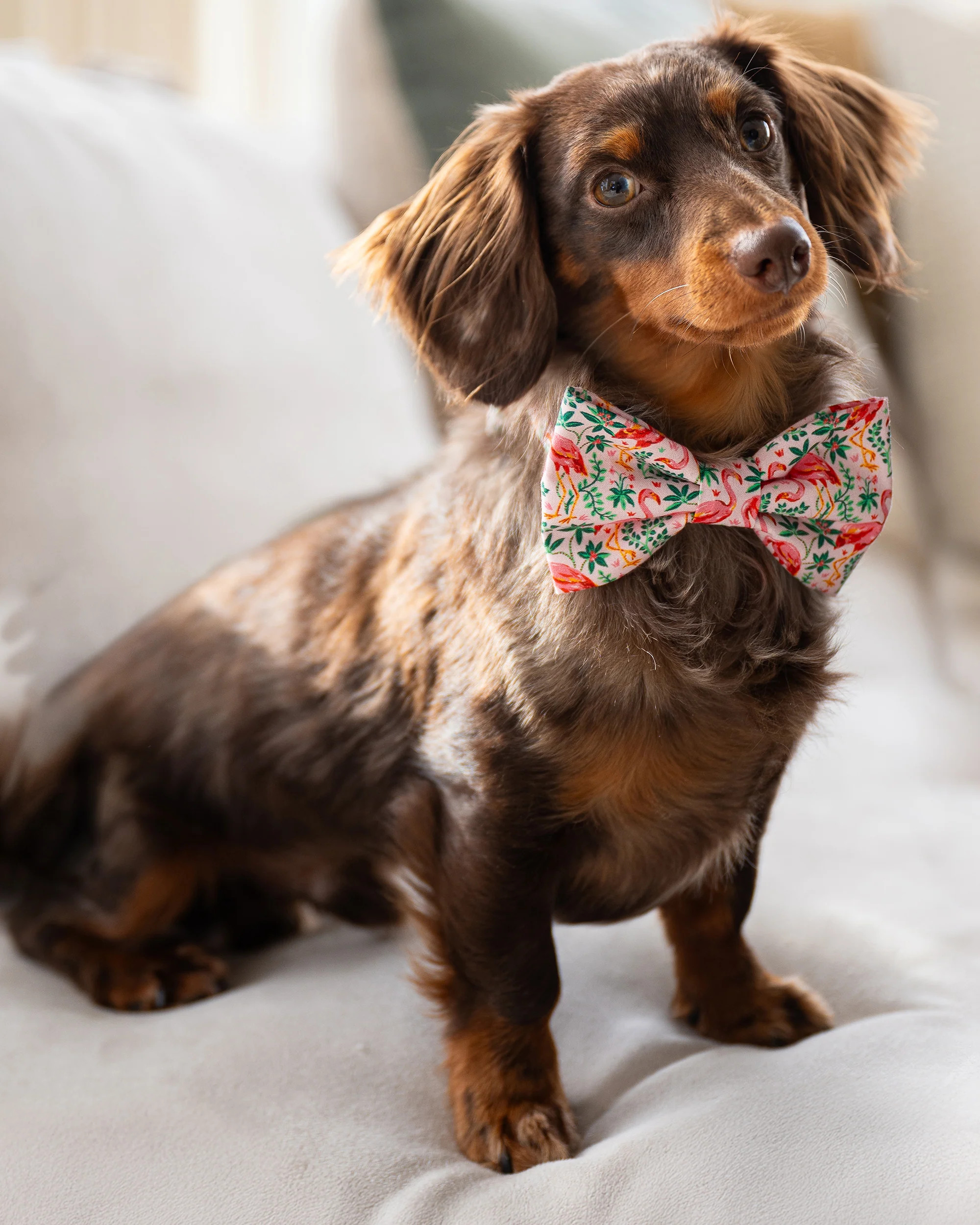 PF x The Foggy Dog Tiger Queen - Dog Bow Tie - Jade | Printfresh