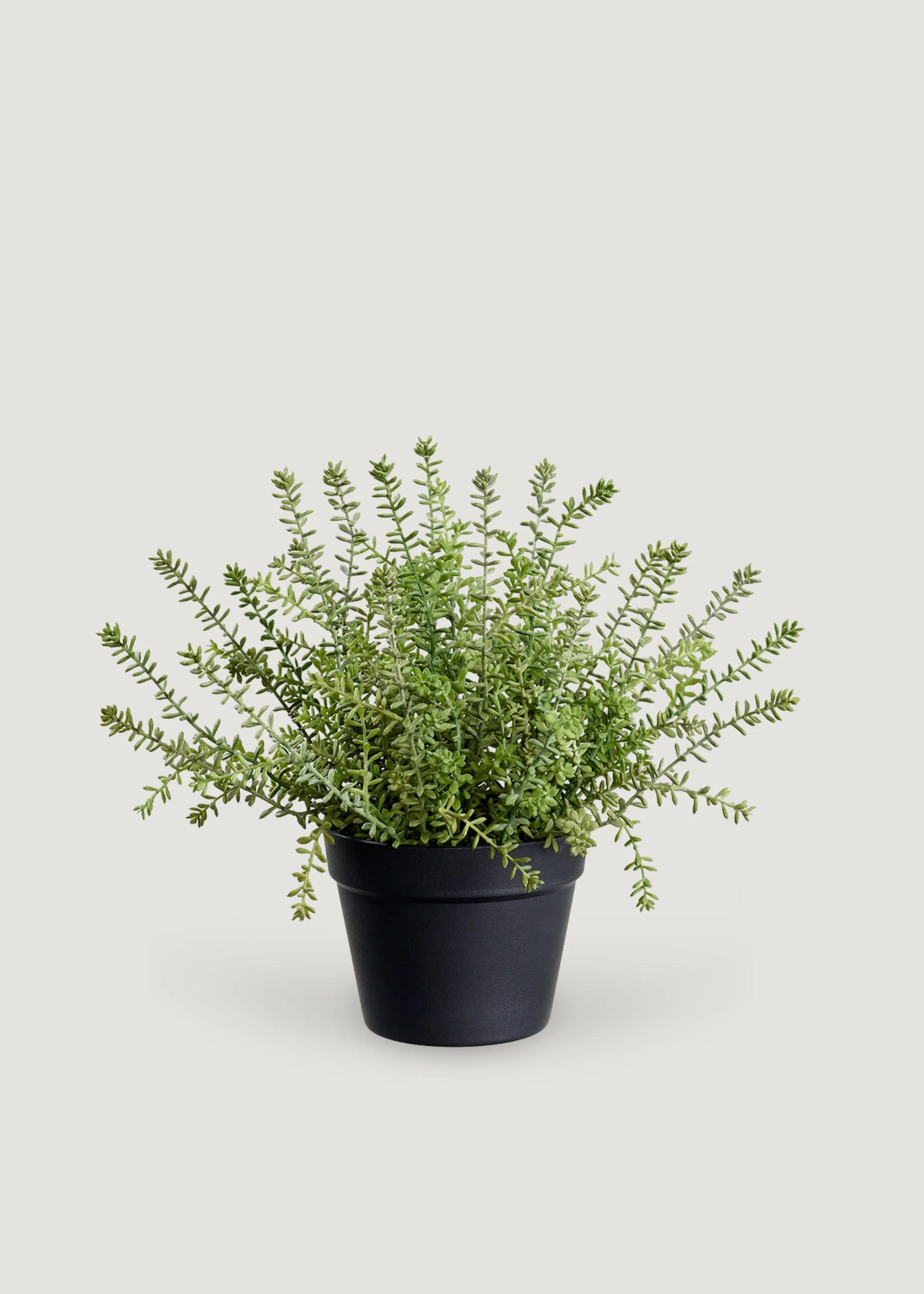 Sedum Plant in Pot | Best Artificial Potted Plants at Afloral | Afloral