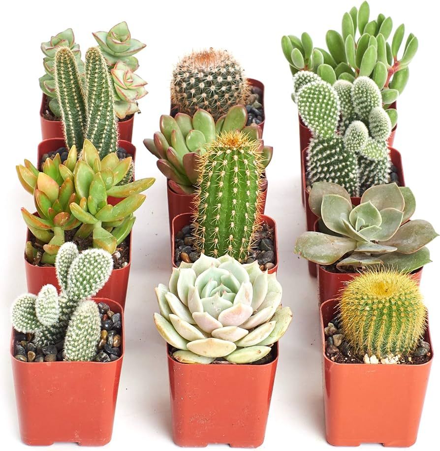 Shop Succulents | Cactus & Succulent Live Plants, Hand Selected Variety Pack of Cacti and Mini Su... | Amazon (US)
