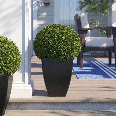 Boxwood Ball Square Boxwood Topiary in Planter Three Posts™ | Wayfair North America