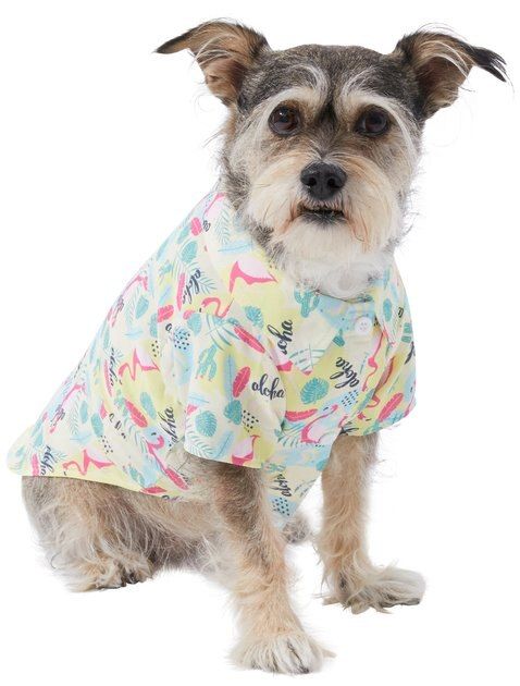 FRISCO Flamingo Camp Dog & Cat Shirt, X-Small - Chewy.com | Chewy.com