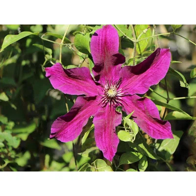 Clematis Huvi - Live Plant in a 4 Inch Growers Pot - Clematis 'Huvi' - Starter Plants Ready for The Garden - Beautiful Scarlet Flowering Vine | Wayfair North America