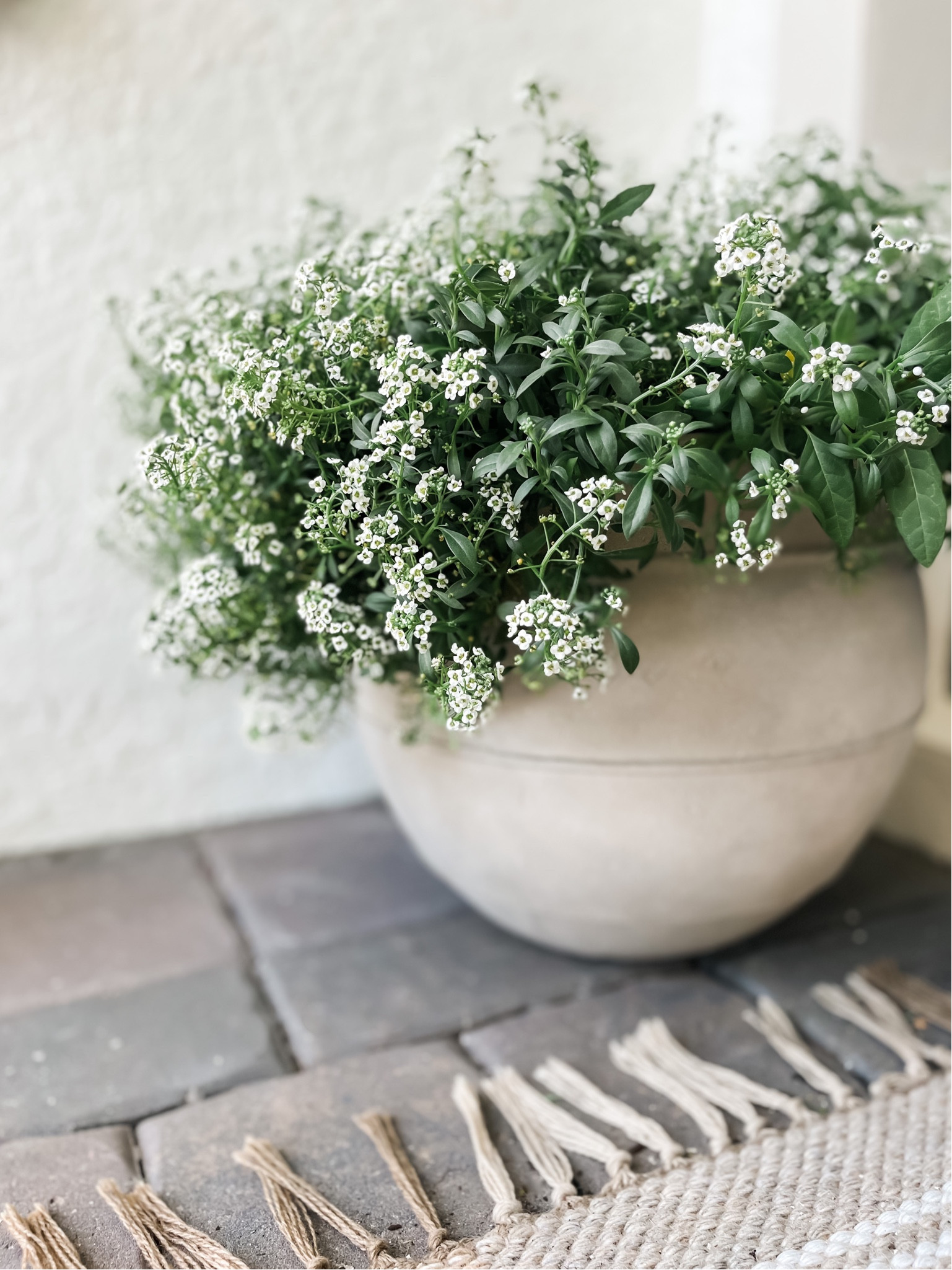 Planter back in stock! 
Linking other options I’m loving too!

#LTKhome #LTKSeasonal