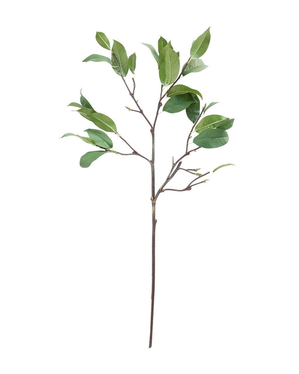 Faux Laurel Leaf Stem | McGee & Co.