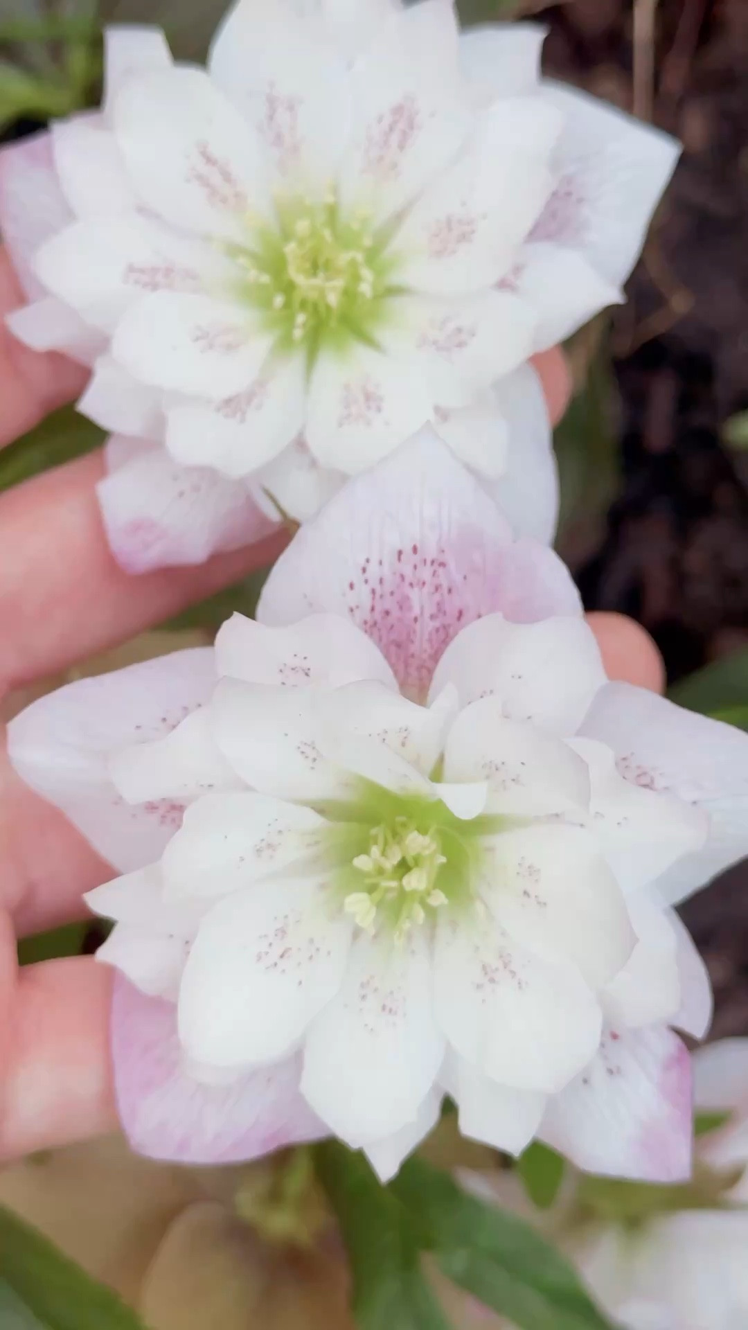 Helleborus for the wind  

#LTKSpringSale #LTKspring #LTKspringtrends