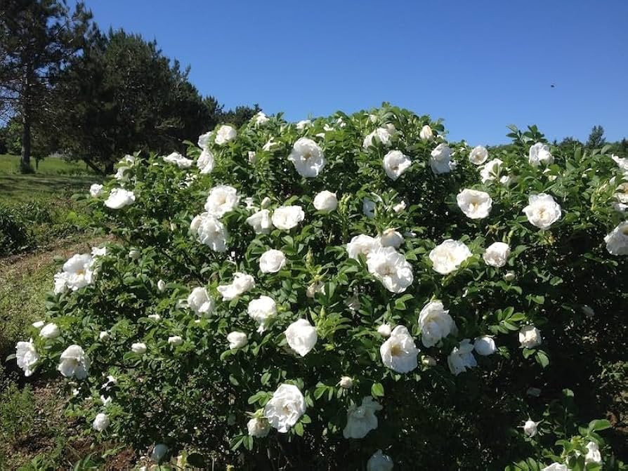 Japanese White Rose Ruguosa Bush 20 Seeds - Perennial Flower Garden Plant - Seed to Plant, Easy t... | Amazon (CA)
