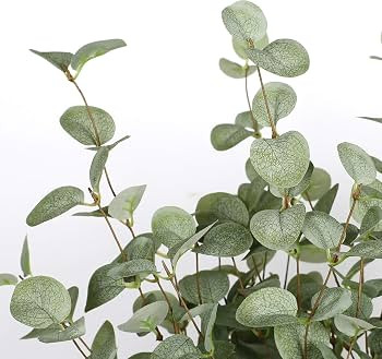 12 Pcs 27" Eucalyptus Stems Greenery Stems Eucalyptus Leaf Spray in Green Silk Plastic Plants Flo... | Amazon (US)