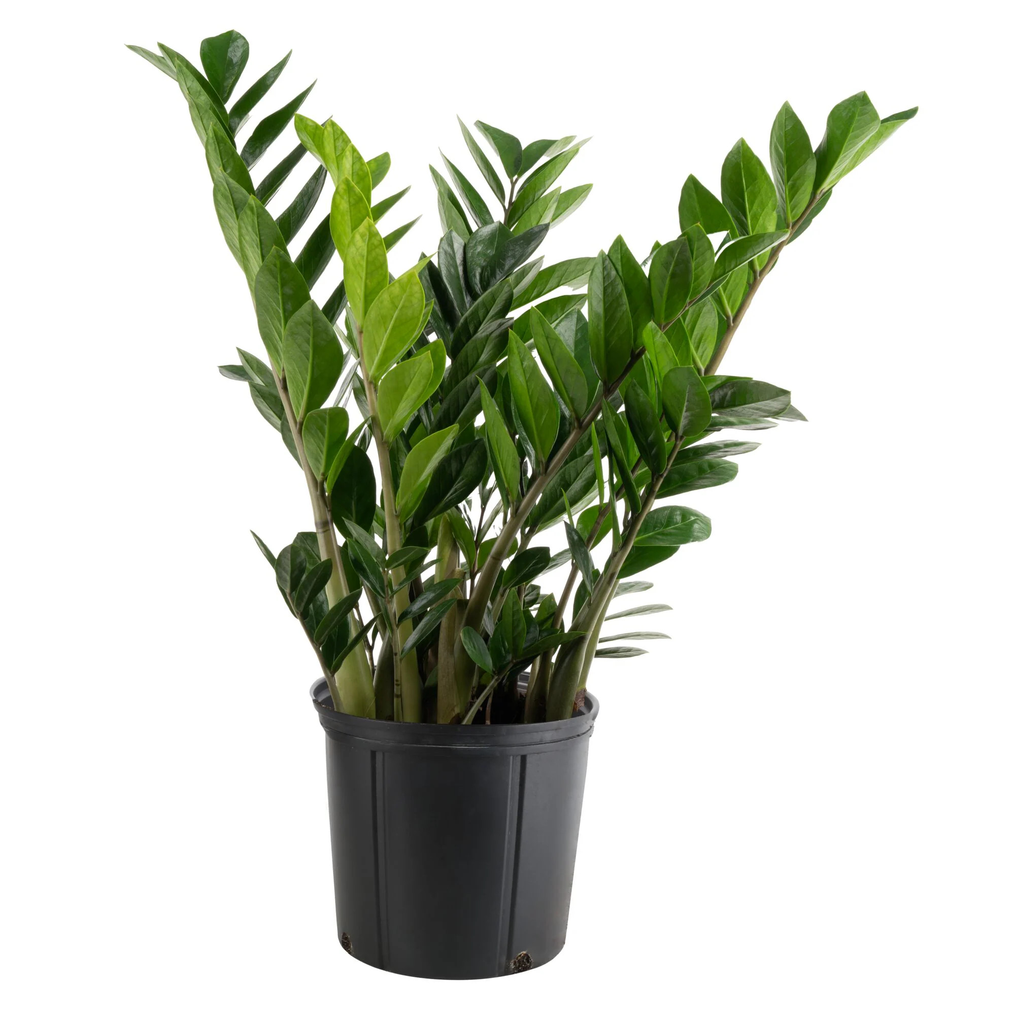 Costa Farms ZZ Plant House plant in 10 Inch(es) Pot 1 -Pack one_size | L-GZZ-G-POT-01-LW | Lowe's