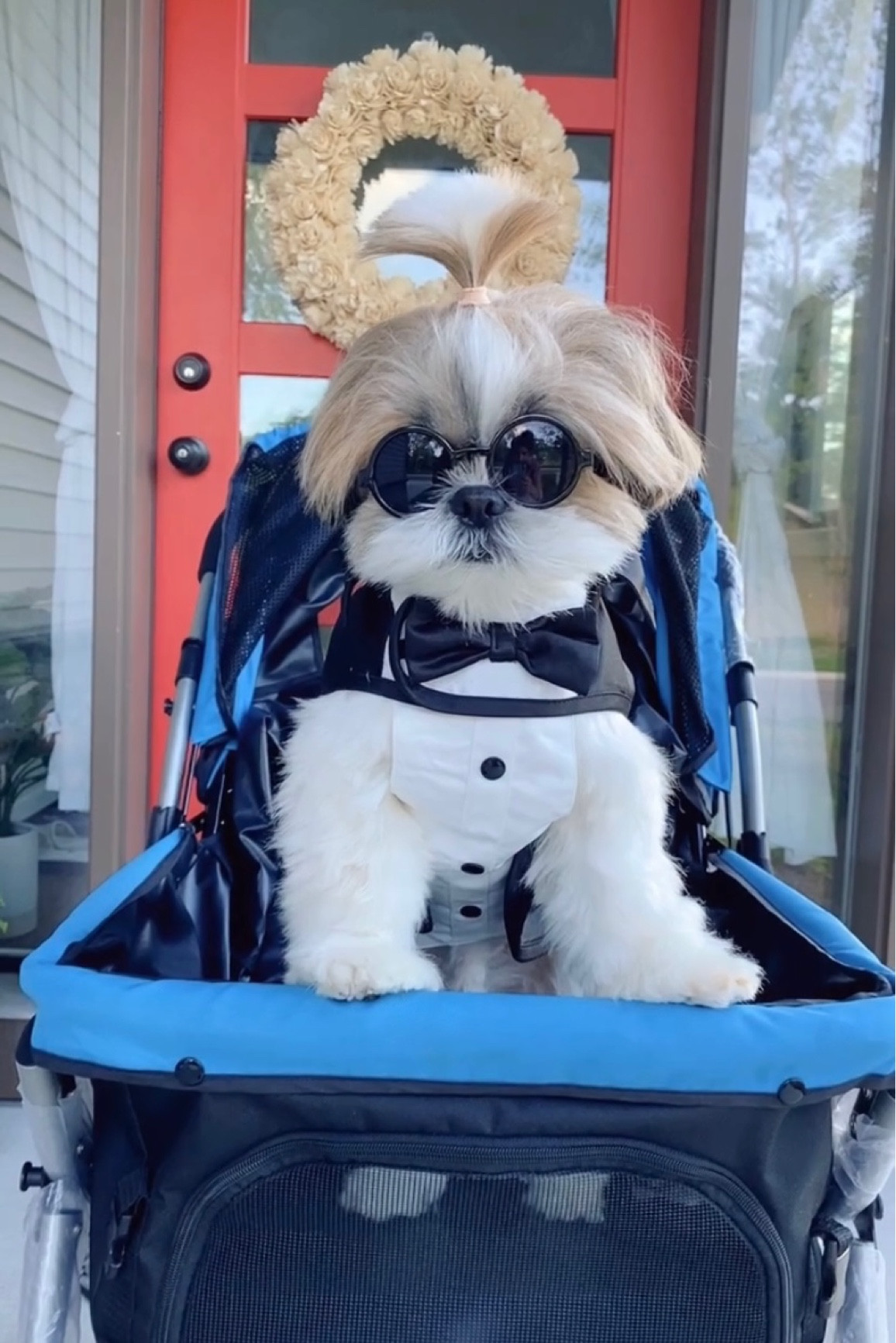 Dog stroller

#LTKstyletip #LTKfit #LTKFind