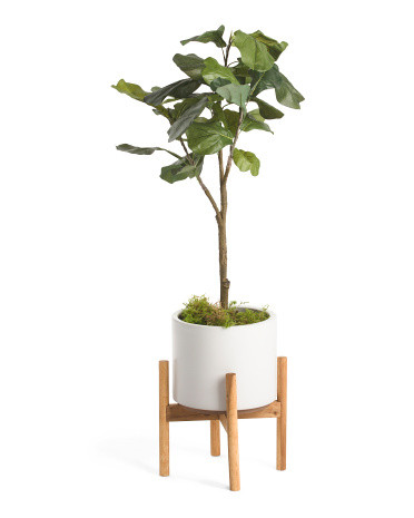 Fiddle Plant In Matte Pot With Stand | TJ Maxx