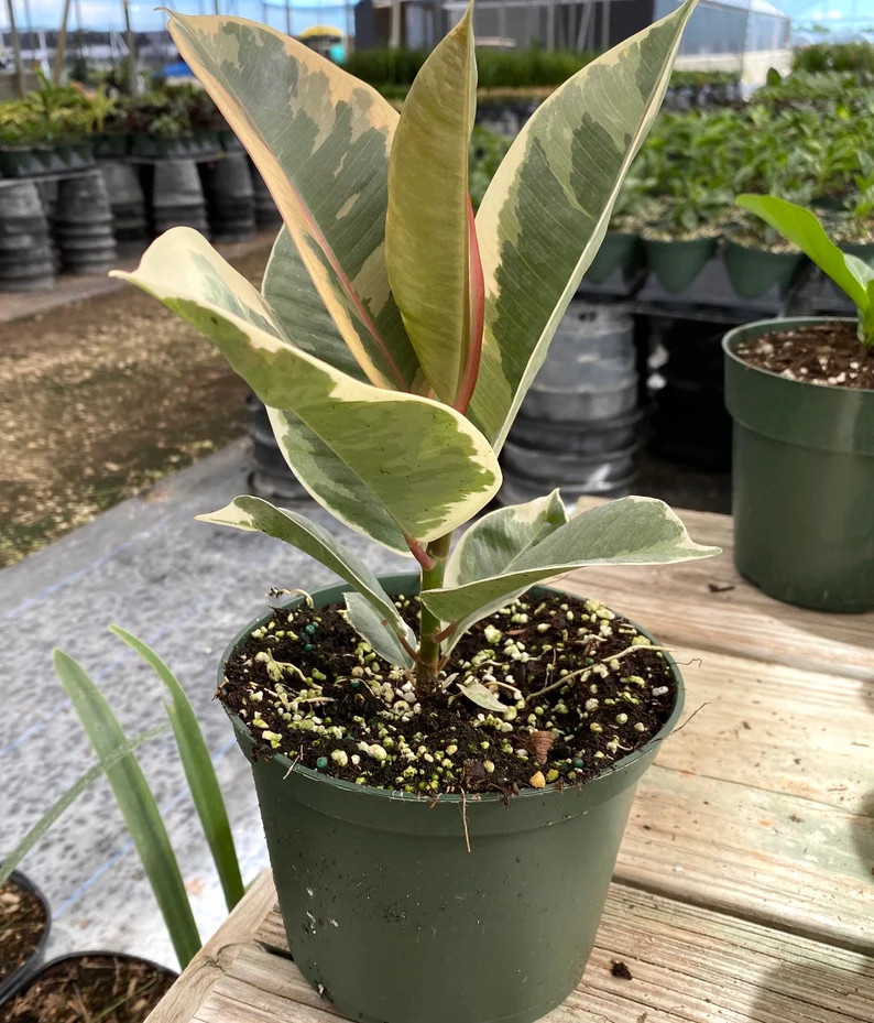 Ficus Tineke Single Stem 6in Grower Pot Variegated Elastica | Etsy | Etsy (US)