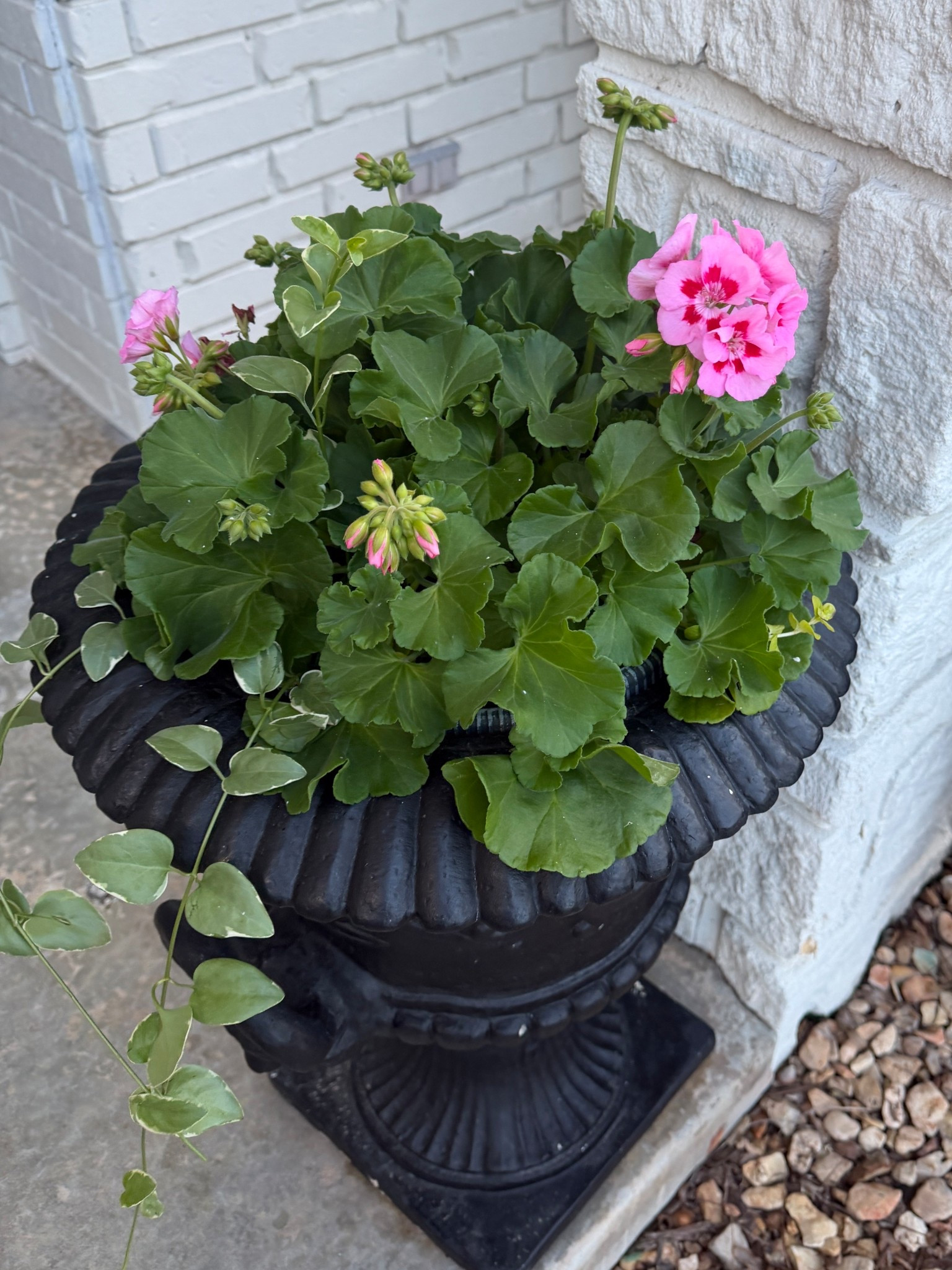 Black urn on sale and free shipping! These are substantial 

#LTKHome #LTKSeasonal