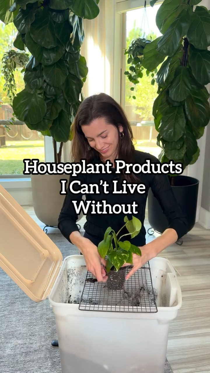 These are some houseplant products I genuinely can’t live without 🌿✨
They’ve made plant care easier, more consistent, and way more rewarding.

🧪 Foliage Pro – My go-to fertilizer for lush, balanced growth (on sale! 💸)
💡 Grow Lights – Keep your plants thriving, even in low light (also on sale! 🔥)
🦟 Biological Mosquito Control – Keeps fungus gnats under control, naturally 
📱 Light Meter – Helps me place my plants exactly where they’ll thrive 
🪴 Self-Watering Planters – on sale

Comment ‘Must Have’ for the links!

#plantcaretips #houseplantmusthaves #plantproducts #houseplantcare #plantparentlife #indoorplanttools #planttips #plantlover #plantgrowth #plantstyling

Houseplant essentials | Must-have plant products | Easy plant care tools | How to keep your plants healthy | Best tools for plant parents | Houseplant hacks