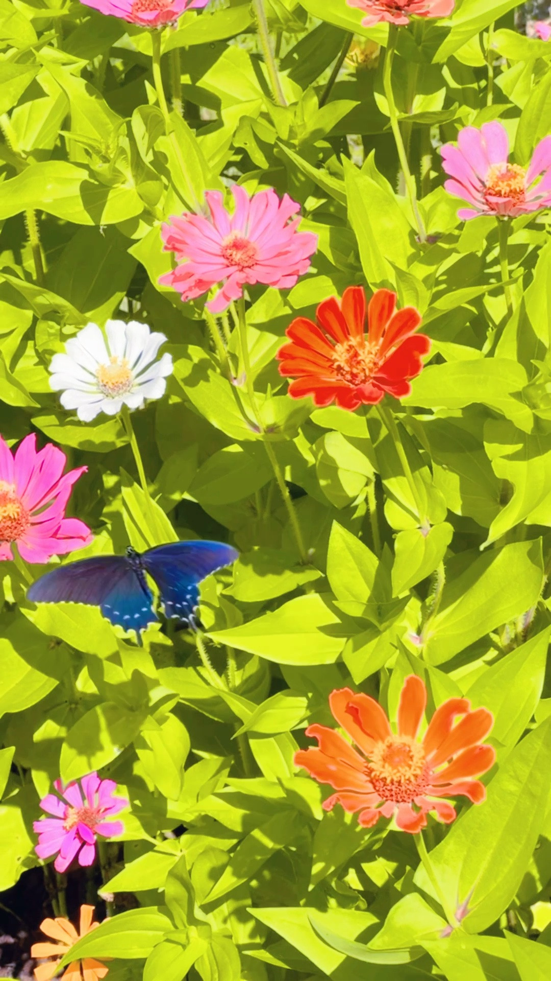And out in the garden 🪴 with all of our butterfly 🦋 friends 💐, growing homegrown goodness 🎃🫑🍅🌻🌽🌾, and my sweetest little country cutie helper 😉 hehe!! 👶🏼 💦