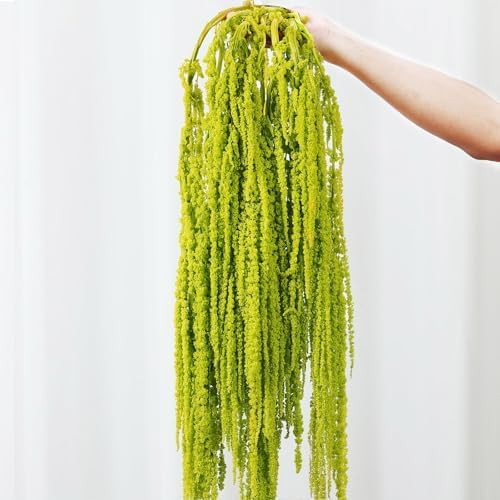 7Pcs Dried Amaranthus Hanging Flowers, 23" Neon Green Preserved Natural Wisteria for Wedding Arch... | Amazon (US)