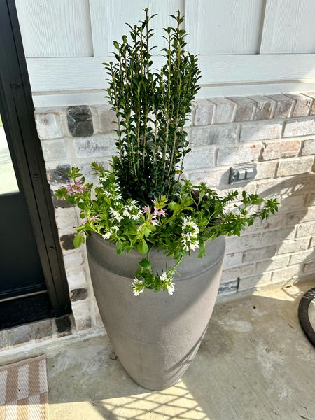 Obsessed with how these tall porch planters turned out!!! I used white and pink Scaviola flowers and Japanese sky pencil hollys for these from Lowe’s. These planters are a heavy plastic so they won’t break and they’re the tallest I’ve found! This is the darkest color option online.

#LTKSeasonal #LTKhome