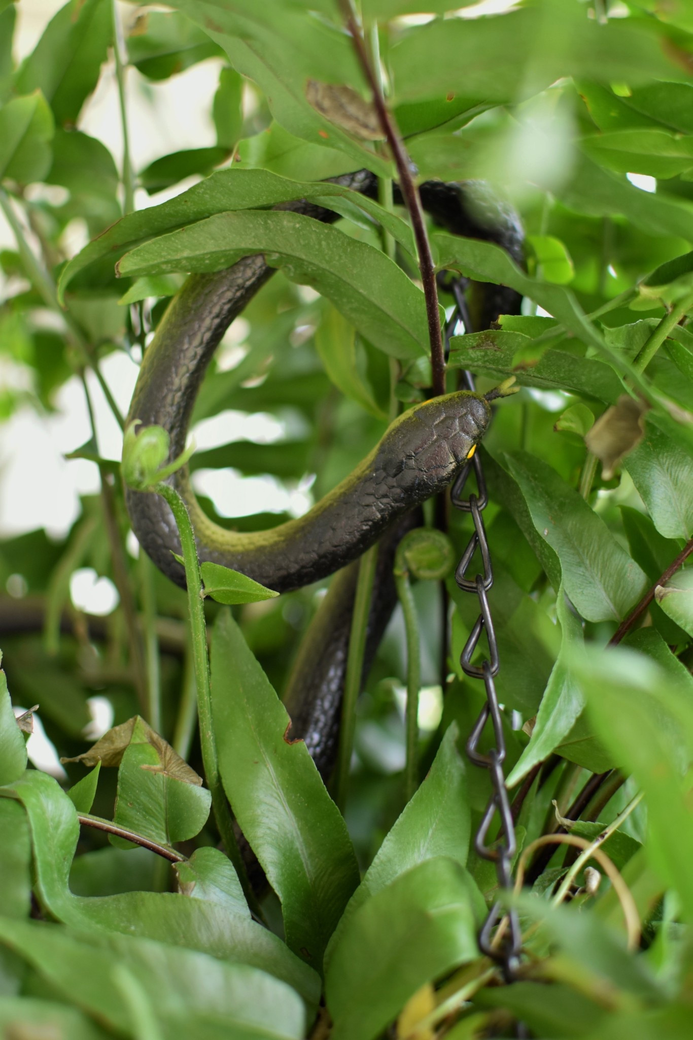 Do you struggle with birds in your hanging baskets? I’m trying rubber snakes the year!