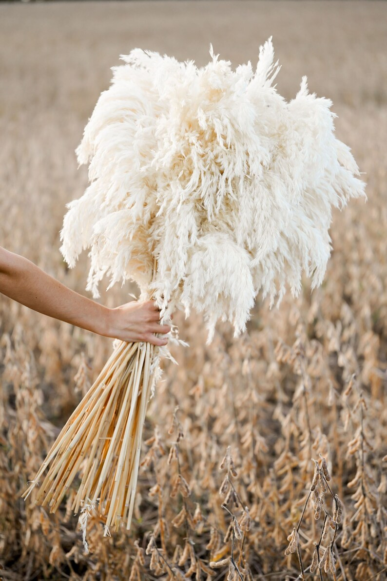 Read the full title Cream Boho Pampas Grass: Dried Floral | Etsy (US)
