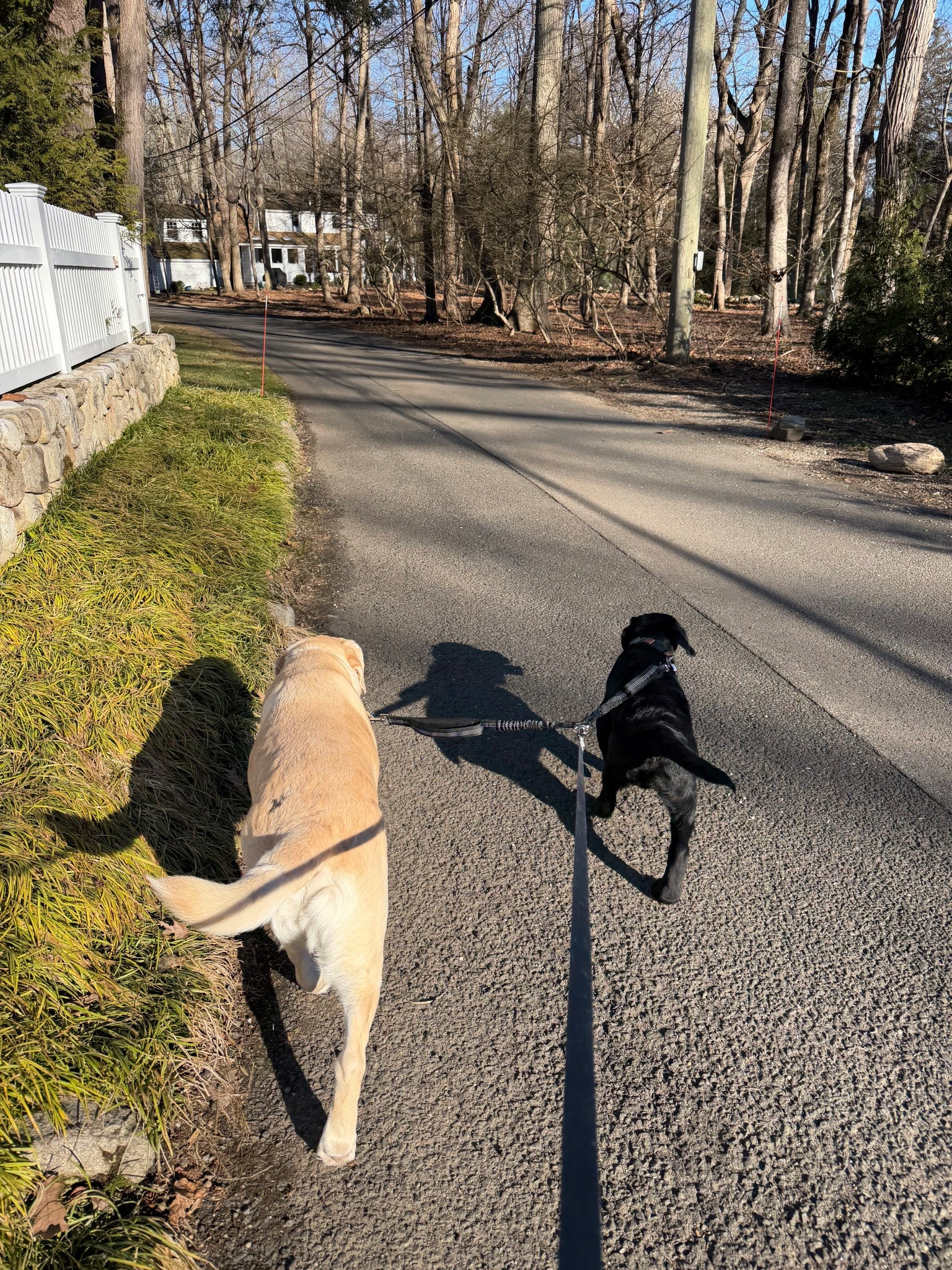 Two pups. Simple walking tool. Leash splitter. Clips in to your leash  

#LTKActive #LTKmorningroutine #LTKdayinmylife