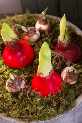 Waxed Amaryllis Bulb | Terrain