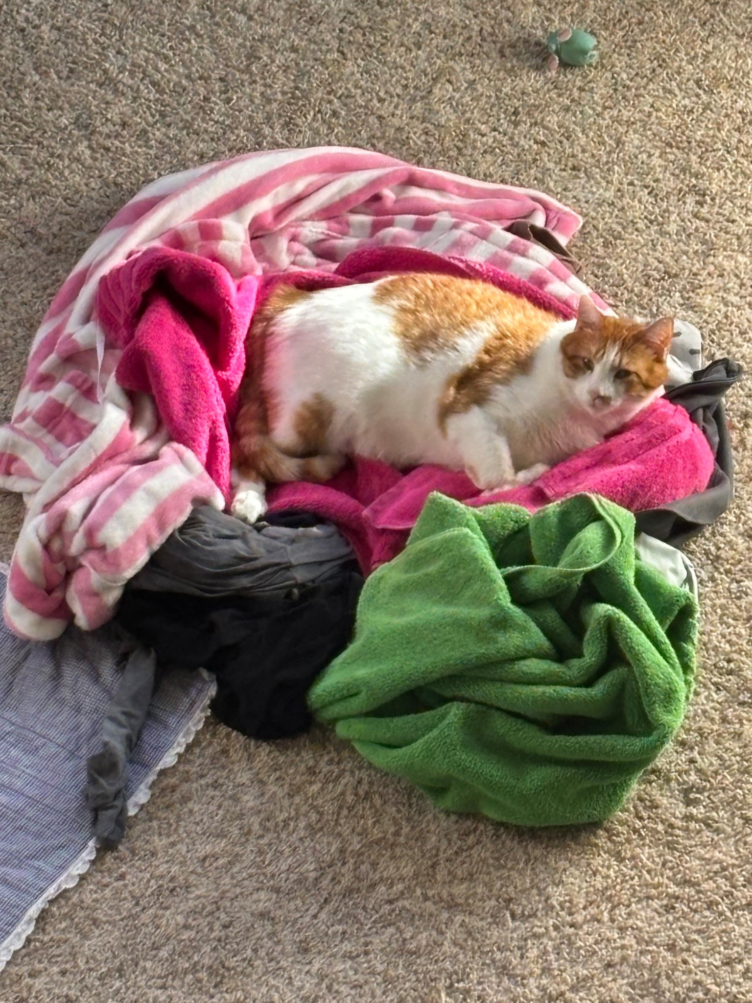 Very helpful. 🐈 

#LTKhome