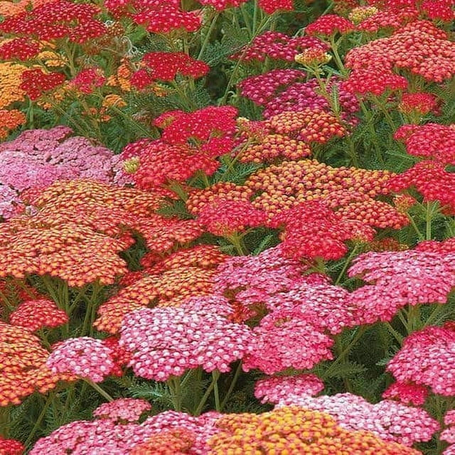 Bright Color Yarrow Seeds for Planting (50 Seeds) - Achillea millefolium - Stunning Pastel Colore... | Walmart (US)