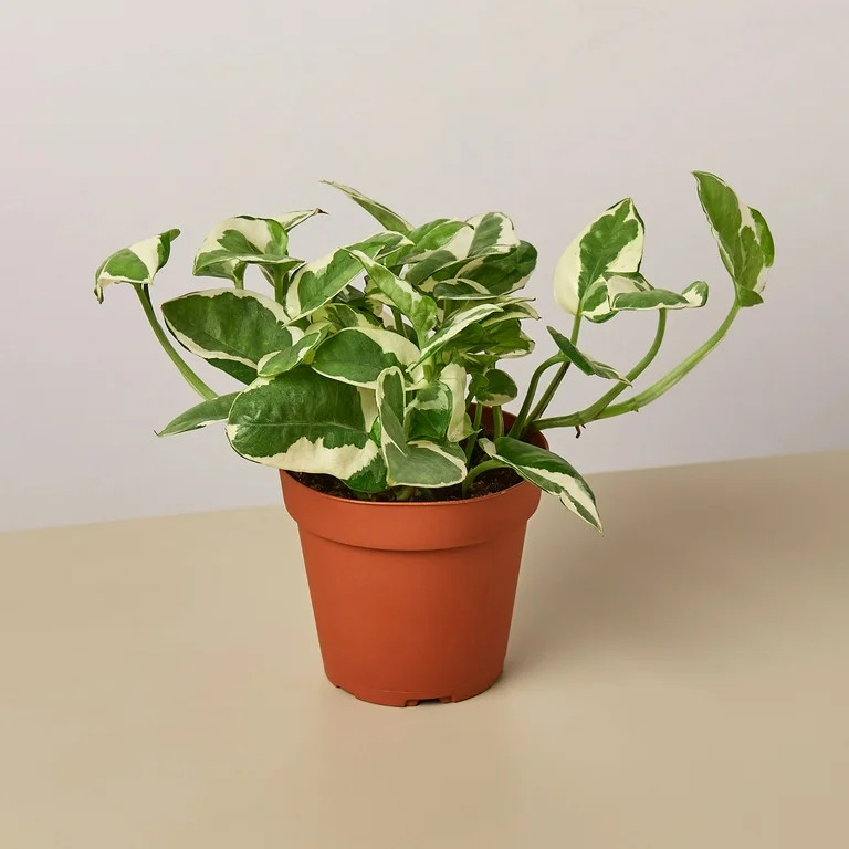 Pothos 'N'joy' - 4" Pot - Walmart.com | Walmart (US)