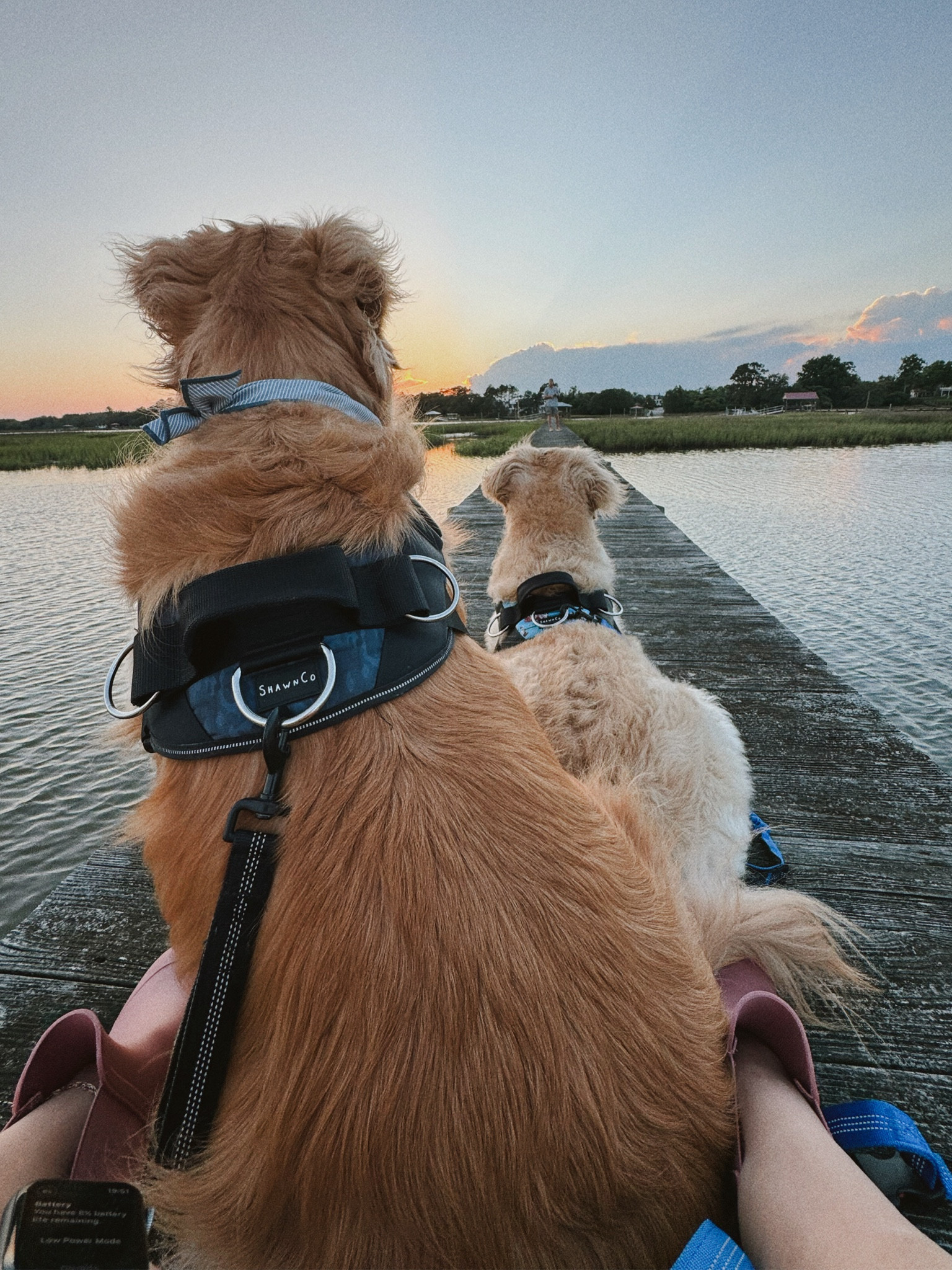 Our fave waist leash / can be dual as all & harnesses! ✨🫶🏼🐾 the goldens do so well with these and they have tons of prints / sizes! They both wear size Large in the harness and it’s adjustable! 

Dog mom / Amazon finds / Holley Gabrielle 

#LTKFindsUnder100 #LTKFamily #LTKFindsUnder50
