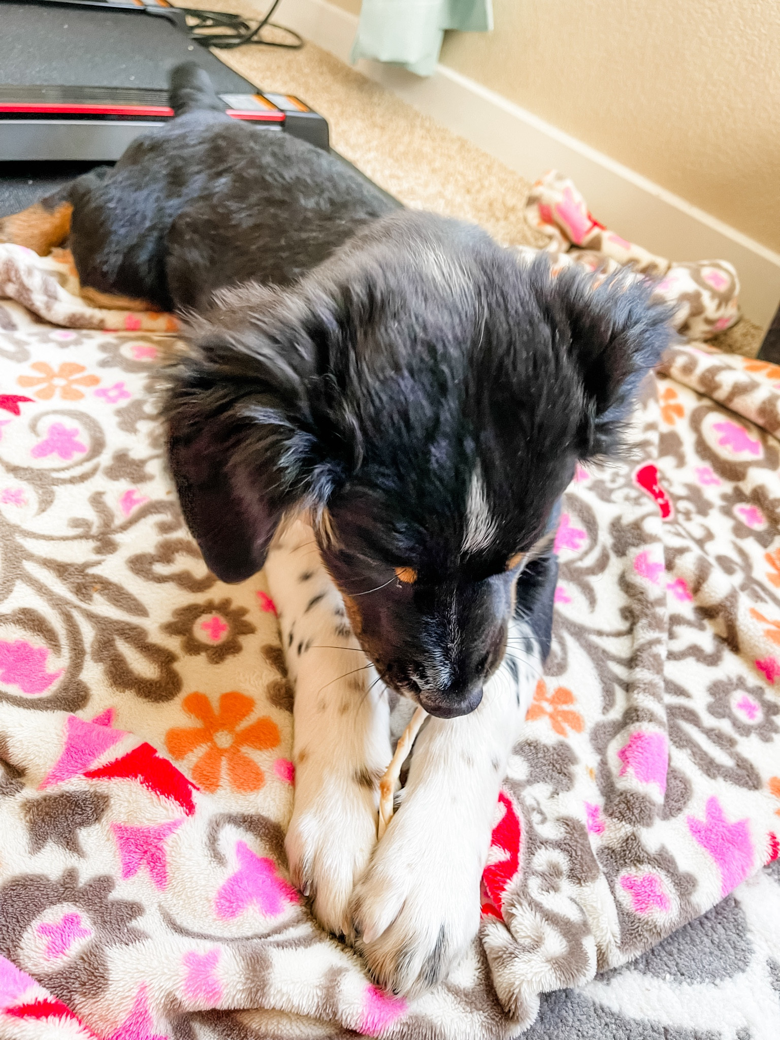 Canine Chews are our FAVORITE! My dogs will literally not take any other bone/chew/rawhide!

** make sure to click FOLLOW ⬆️⬆️⬆️ so you never miss a post ❤️❤️

📱➡️ simplylauradee.com

puppy | puppy gram | dog | pet supplies | dog life | dog toys | dog treats | dog bowl | dog bed | australian shepherd

#LTKhome #LTKfamily #LTKmidsize