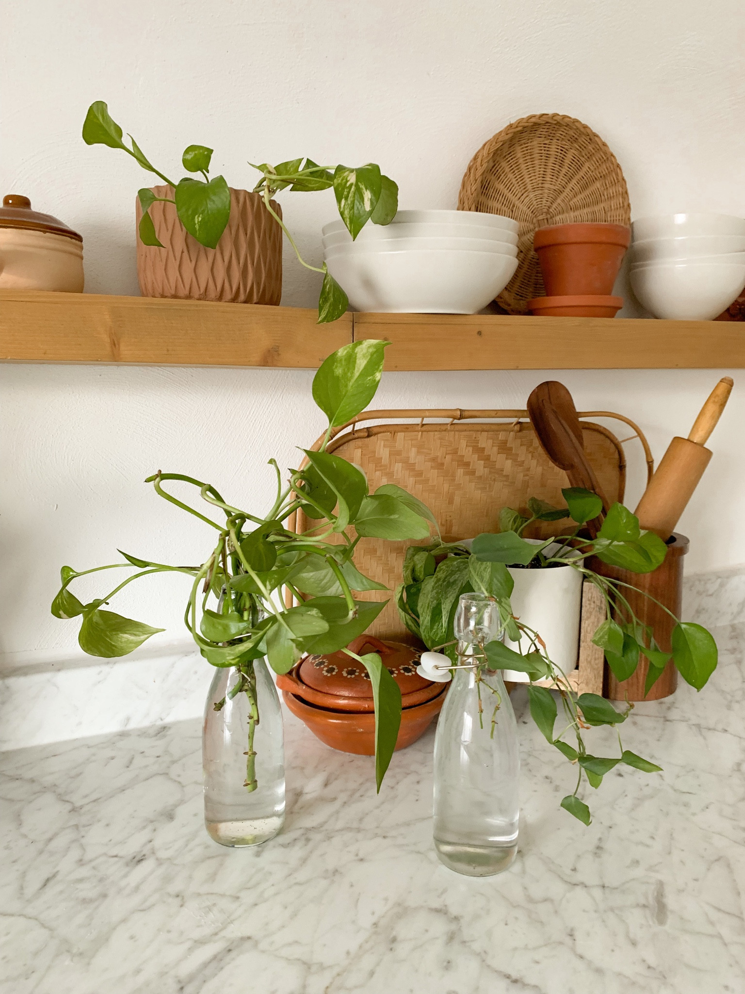 My latest plant propagations and boho kitchen decor! 🤎

#LTKstyletip #LTKunder100 #LTKhome