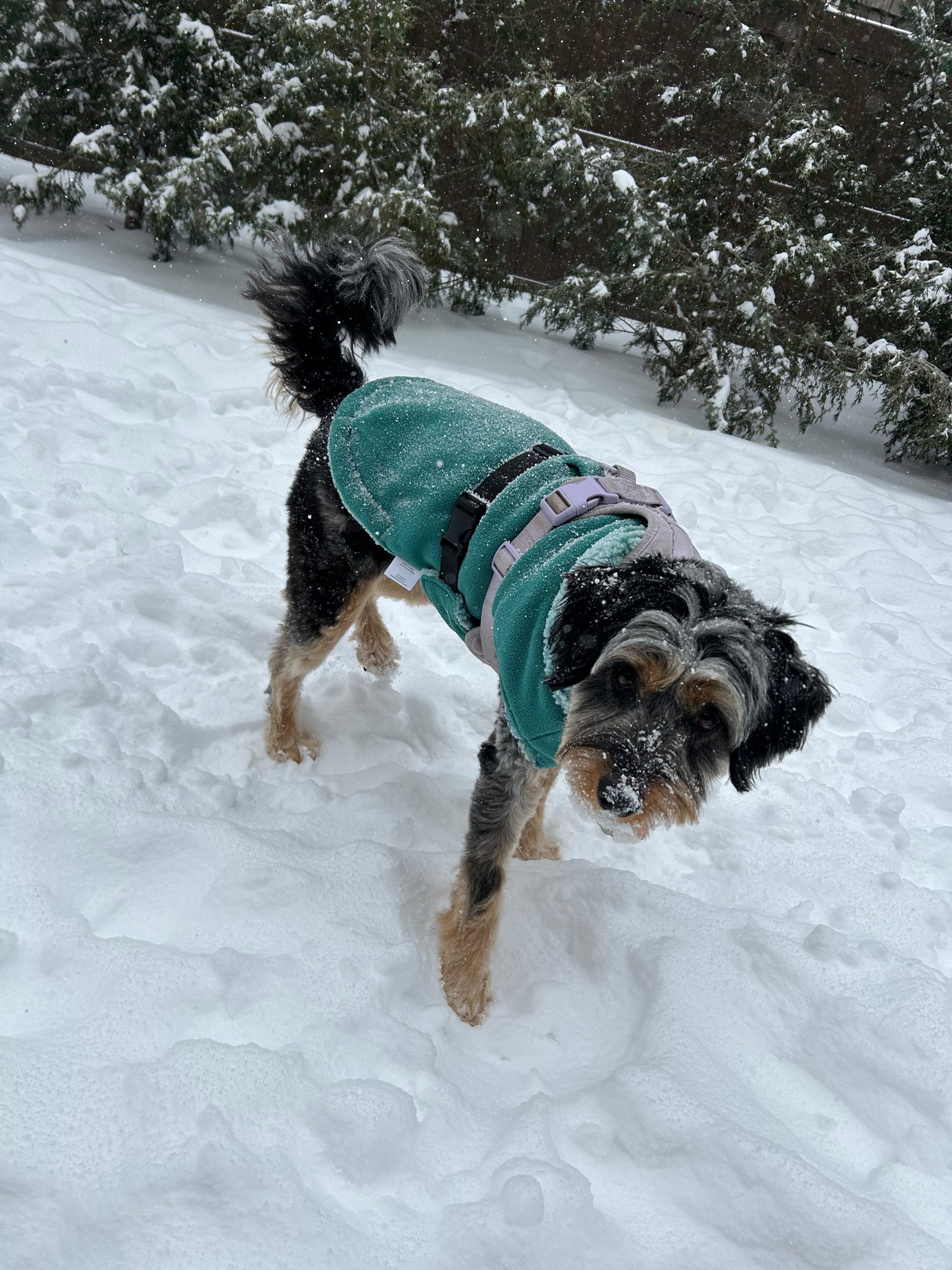 Snowy Sunday in KC

#LTKSeasonal #LTKFindsUnder50 #LTKHome