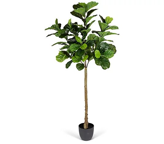 6' Fiddle Leaf Real Touch Potted Tree by GersonCo. - QVC.com | QVC