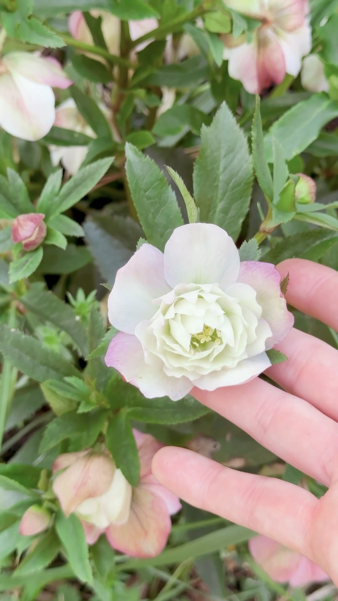 The wedding party helleborus varieties are so pretty! 

#LTKActive #LTKOver40 #LTKdayinmylife