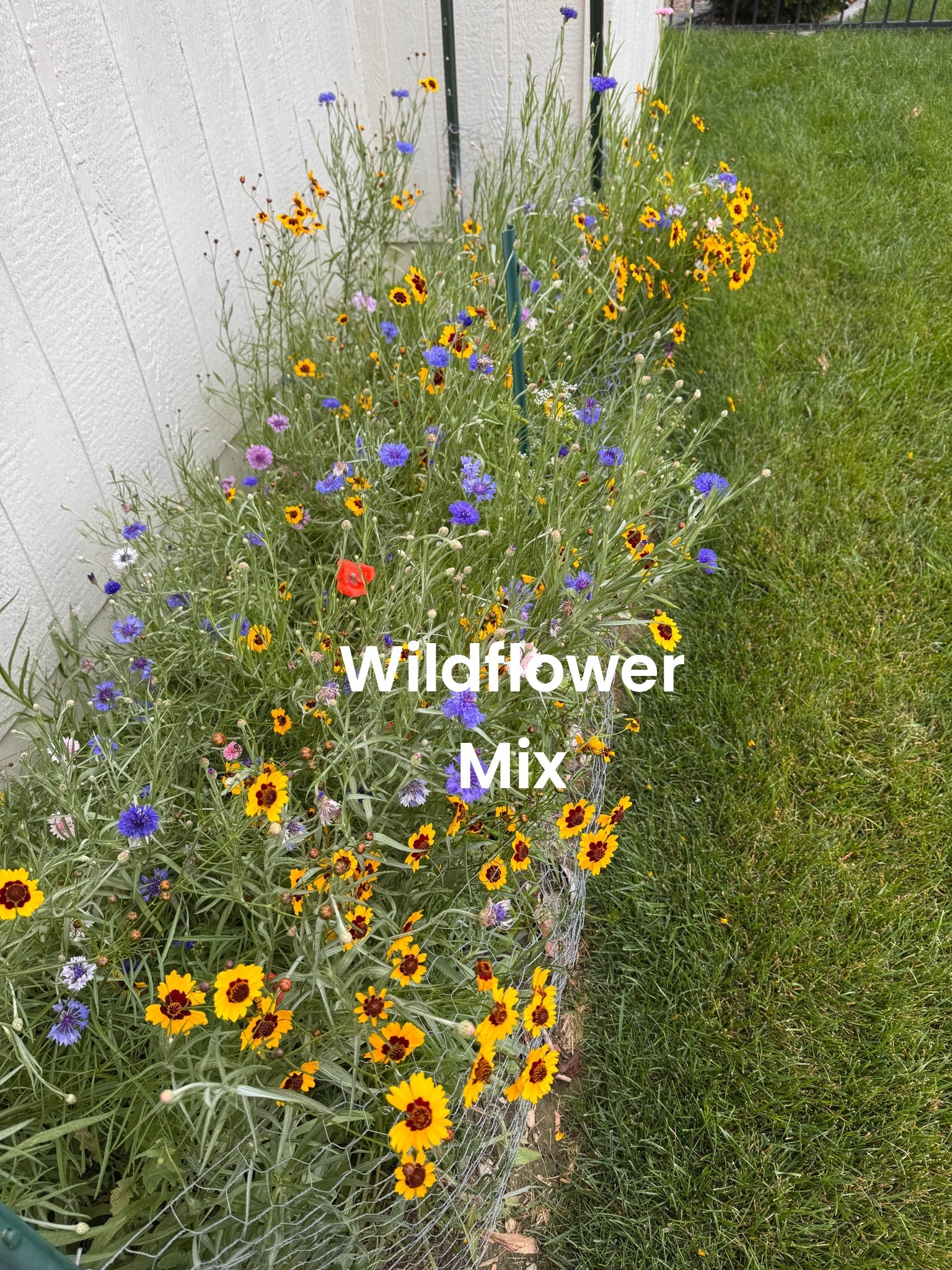 Midwest wildflower mix

#LTKdayinmylife #LTKOver40 #LTKSeasonal