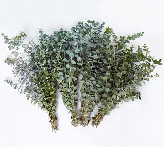 Live Baby Eucalyptus, 4 Bunches | Pottery Barn (US)