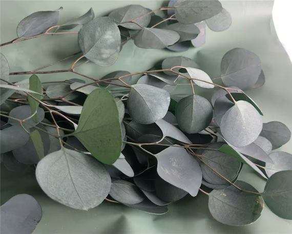 100g Medium Green Eucalyptus,green eucalyptus, Silver eucalyptus, greenery, preserved eucalyptus,... | Etsy (US)