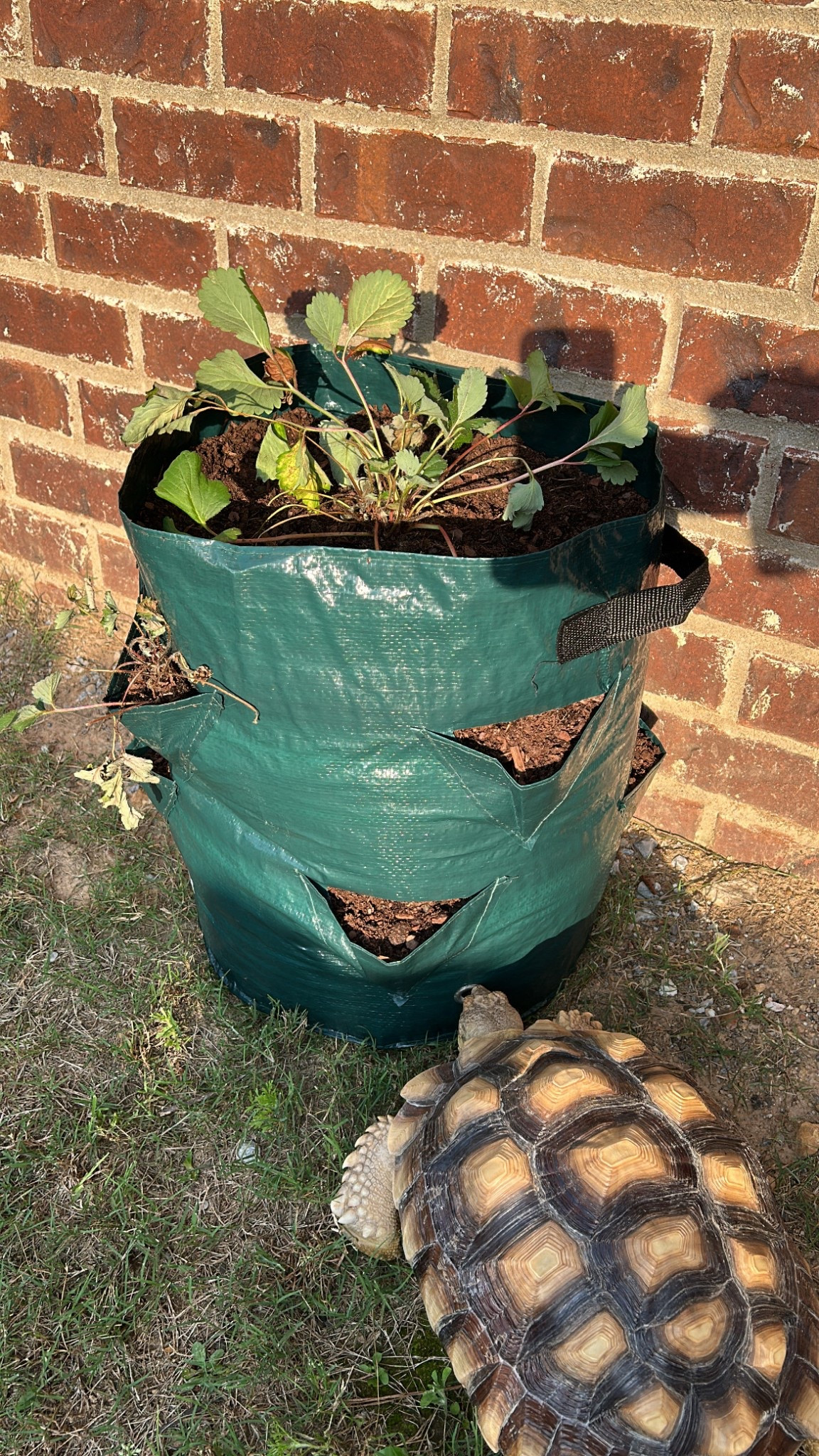 Strawberry bag planters 🍓🪴 I got this particular one at Aldi, but I’ve linked similar options below


#LTKSaleAlert #LTKSeasonal #LTKHome
