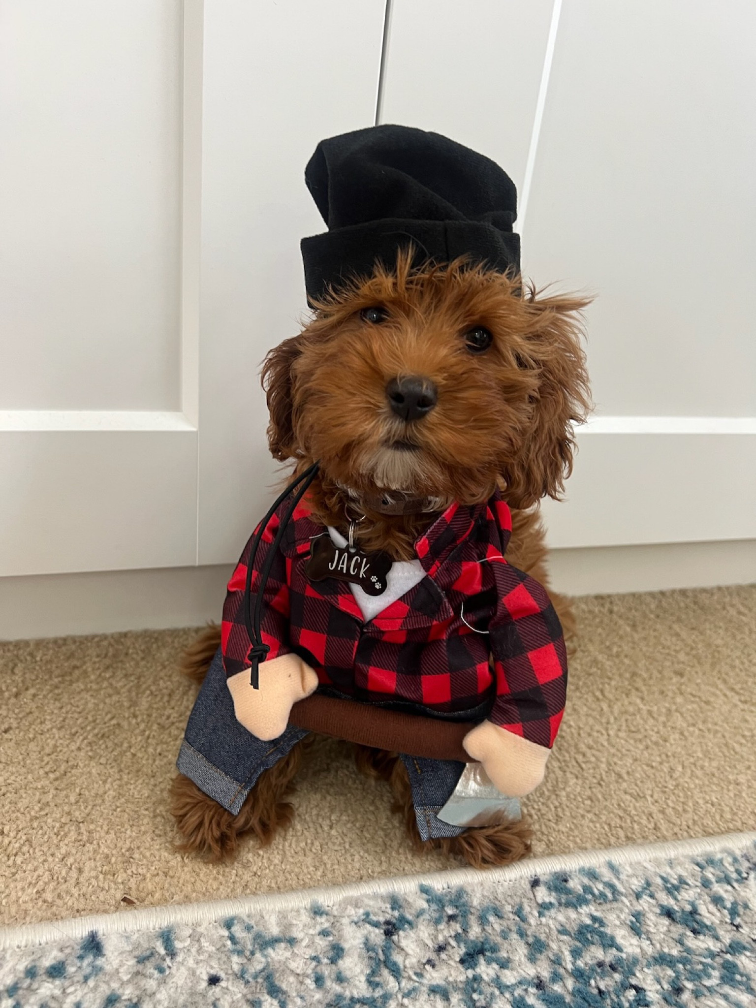 Dog Halloween costumes for jack ! #ltkpet 

#LTKHalloween