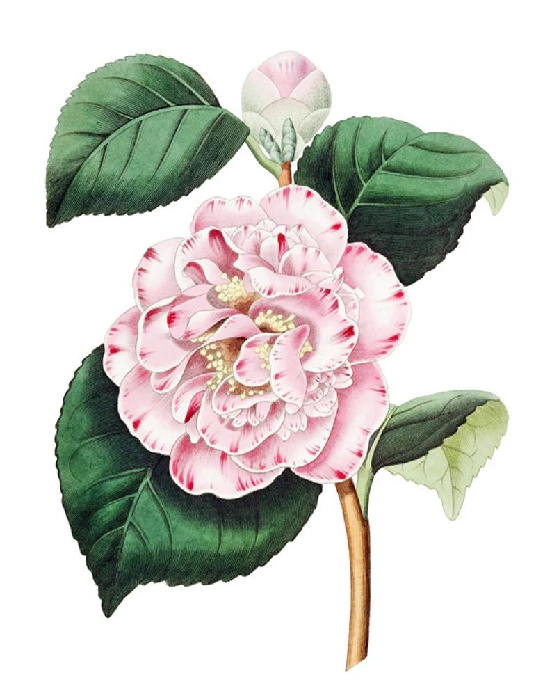 Pink Camellia Print, Vintage Flower Illustration, Pink Decor, Wall Art Print | Etsy (US)