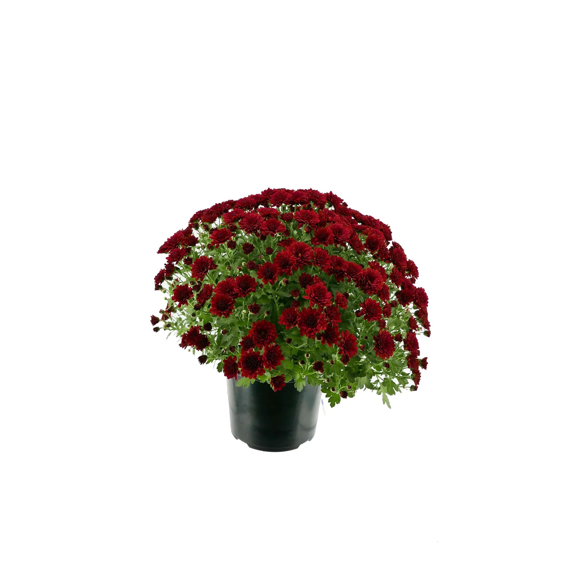 Expert Gardener 3QT Red Mum Full Sun Live Plant with Grower Pots | Walmart (US)