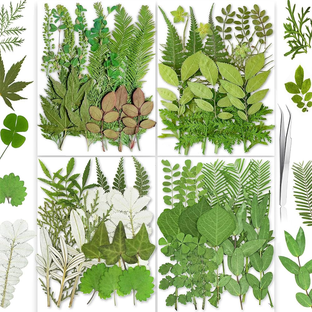 85PCS Real Dried Pressed Leaf Leaves, YouthBro Green Nature Plant Herbarium Set for DIY Jewelry C... | Amazon (US)