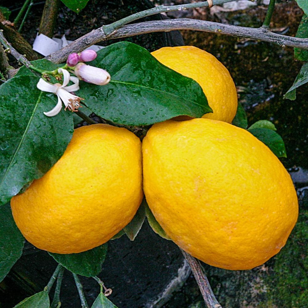 Gurney's Meyer Dwarf Lemon Citrus, Live Tropical Plant Grown in a 2 in. Pot, White Flowers to Yellow | The Home Depot