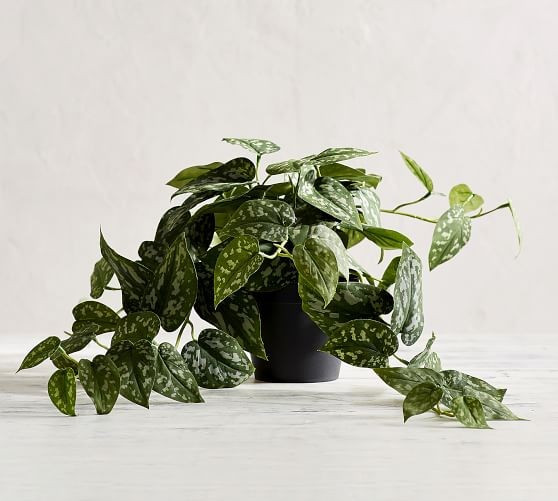 Faux Trailing Silver Philodendron Houseplant | Pottery Barn (US)