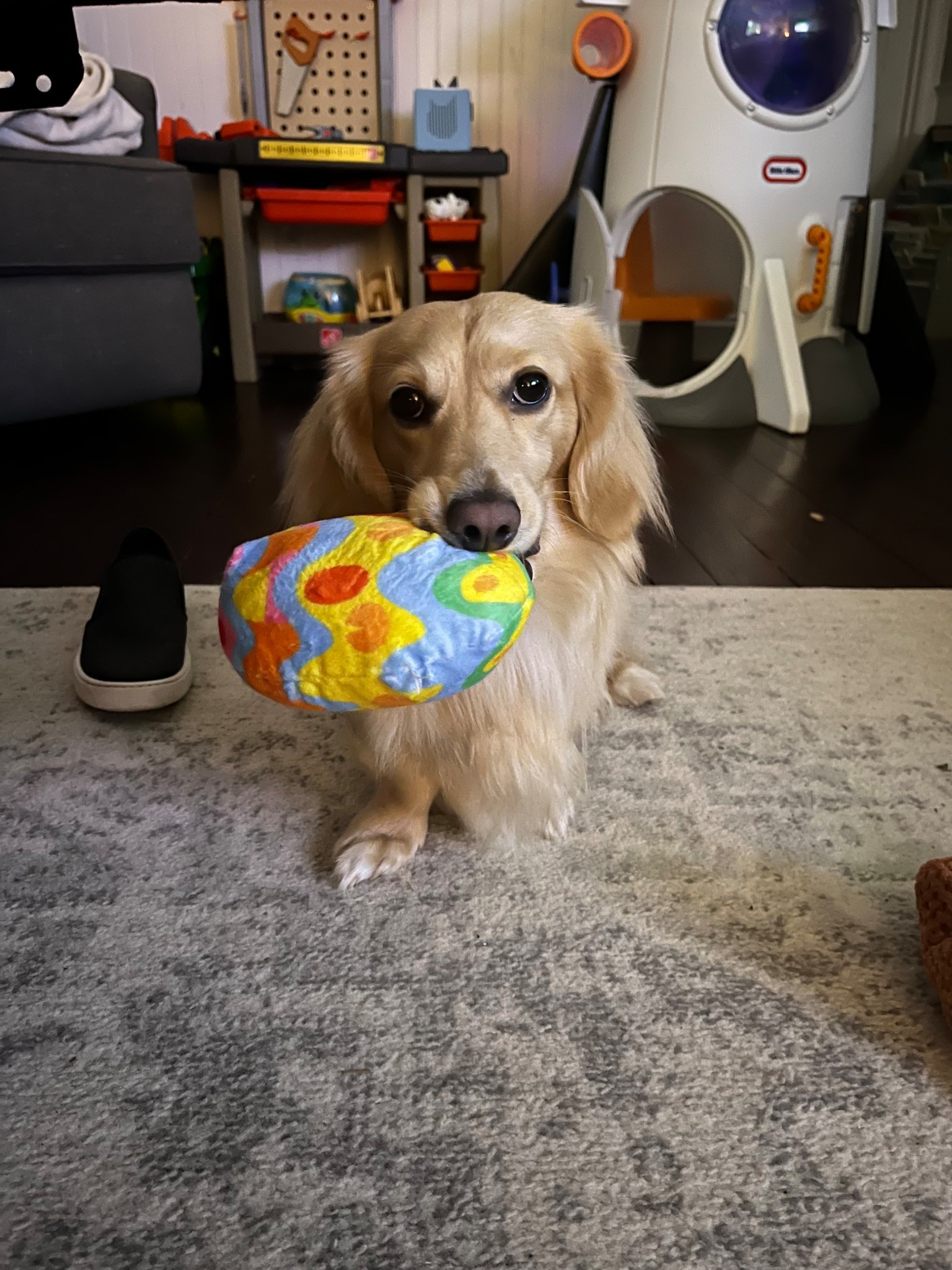 Can’t forget the pups for Easter bunny visits too 🩵🐰

#LTKSeasonal