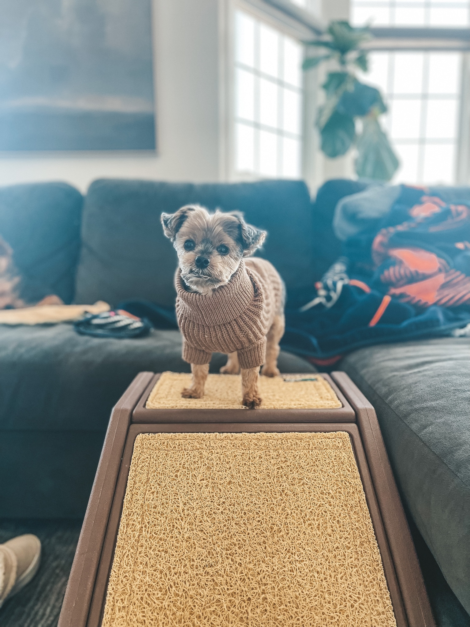 Cozy family room couch double chaise ottoman 
- ramp for dogs • great for sofa and bed
- thick turtleneck sweaters for dogs (Gary’s a size xs/s weighs 7 pounds 😩🐶) #ltkfamily #ltkunder100 #ltkfind

#LTKhome #LTKsalealert #LTKunder50
