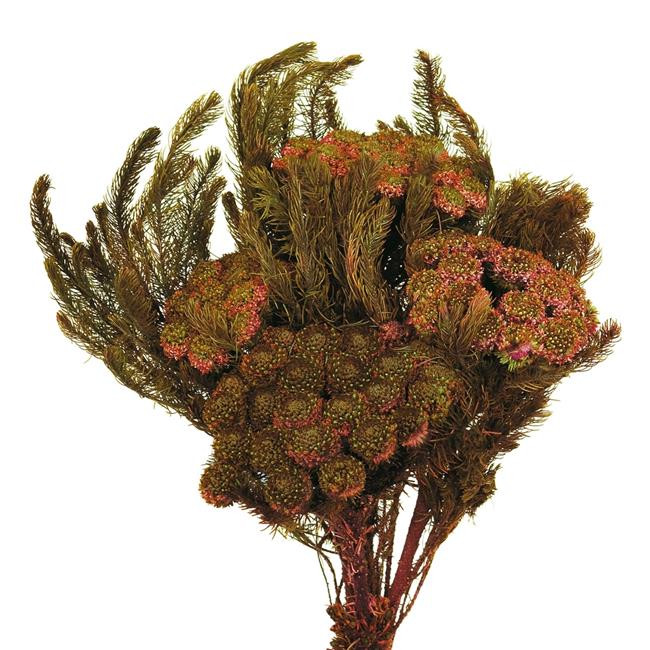 12-16 in. Plum Brunia Stems - 3.8 oz Bundle - Walmart.com | Walmart (US)