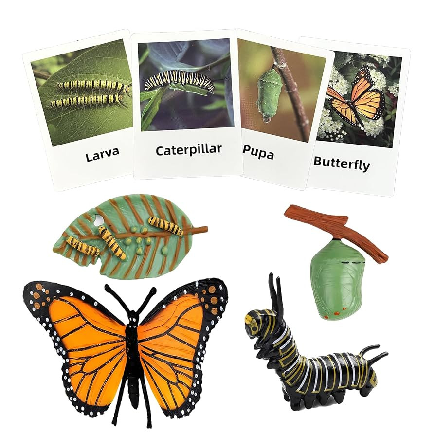 Mbrain 4pcs Butterfly Growth Cycle with Flash Cards,Life Cycle Learning & Education Toys,Montesso... | Amazon (US)