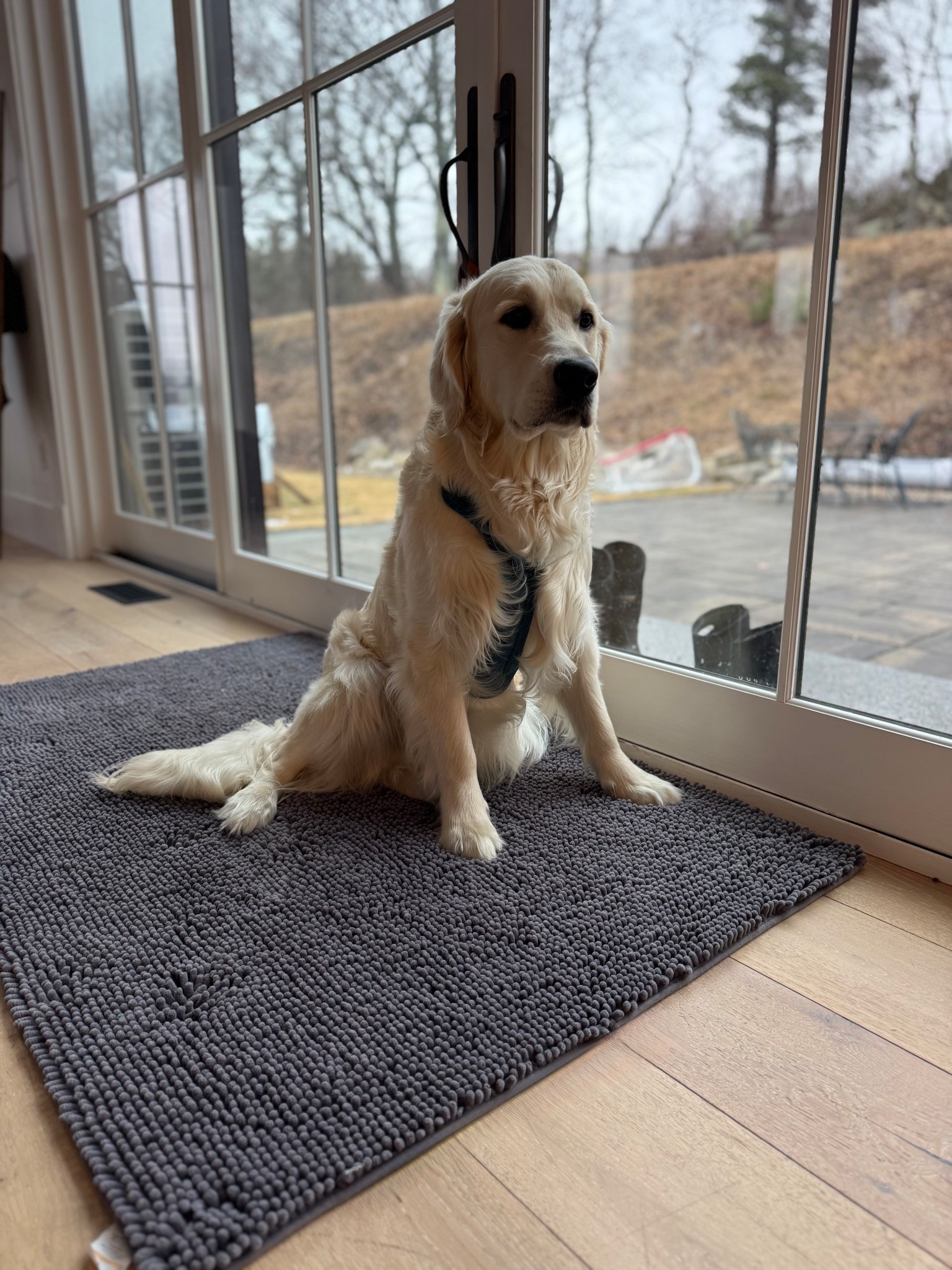 Must have rug if you have pets or a busy entry way where you want to protect your floors! This is the muddy mat and it comes in tons of colors and sizes! It absorbs water and dirt and is machine washable! 



#LTKHome #LTKdayinmylife #LTKmomlife