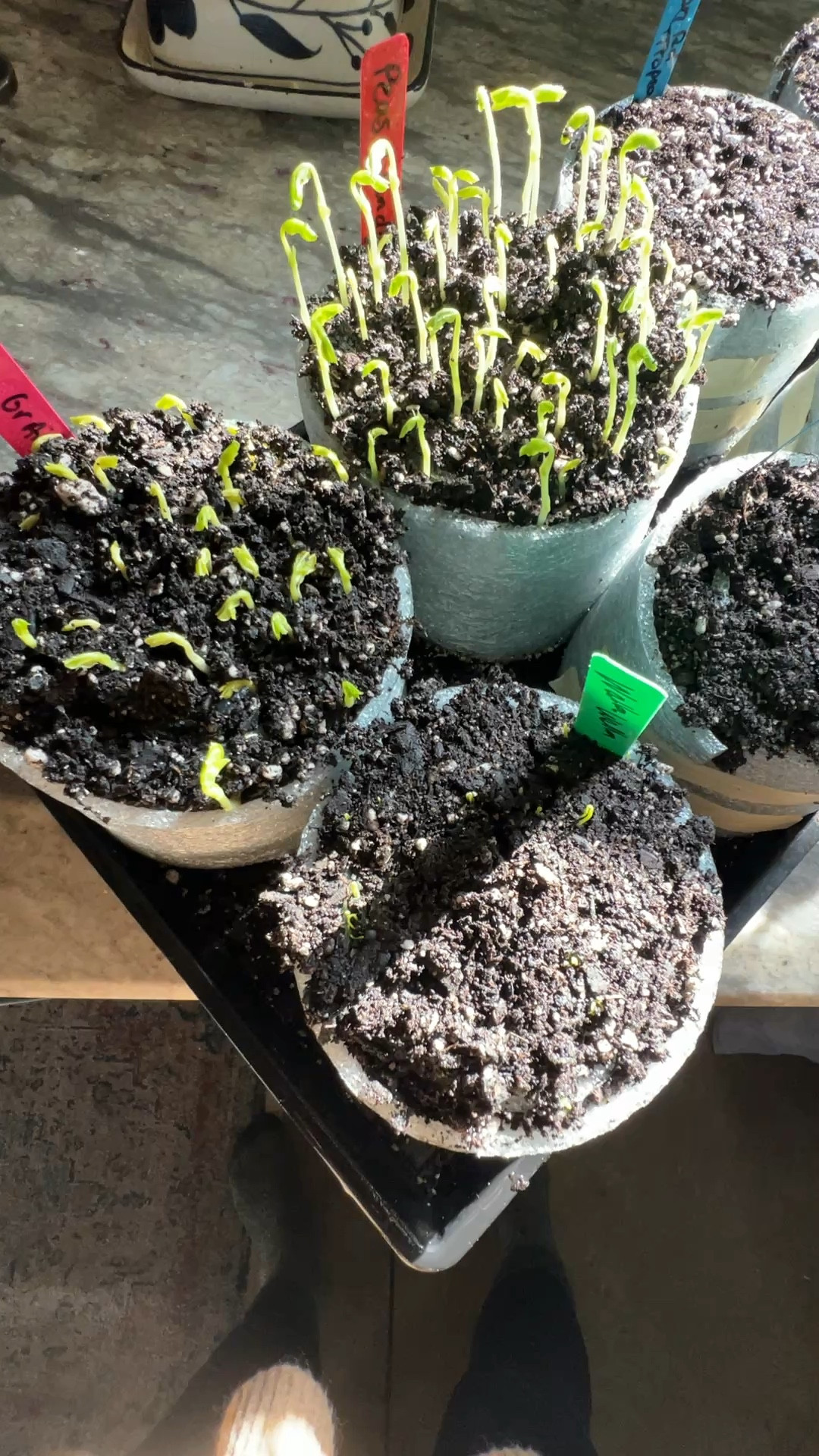 Another Seed Snail roll material option

#LTKSeasonal