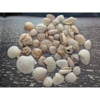 Beach Seashells - Natural Shells, Ocean Seashells, Craft Aquarium Sea Decor, Gifts, Handicrafts, Jewelry Shells | Etsy (US)